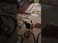 Boston terrier , love fried eggs 🥰😍