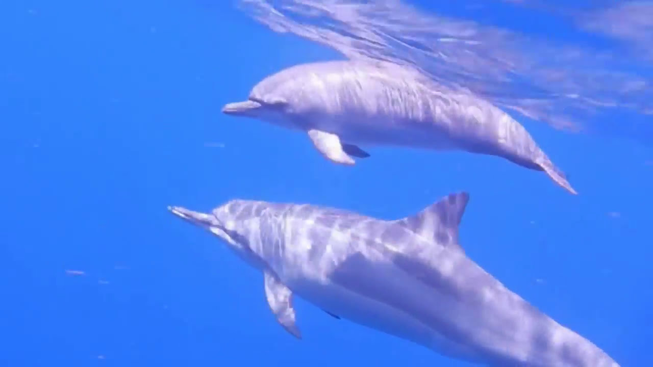 Baby Wild Spinner Dolphin Plays YouTube