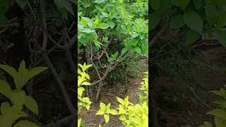 Green or light green? 봄의 축제