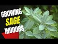 Growing Sage Indoors: A Beginner