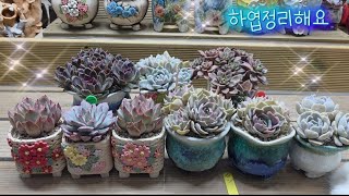 26.05.22.진짜 옷 들고 왔쪄?다육이 탑핑크 하엽정리해요