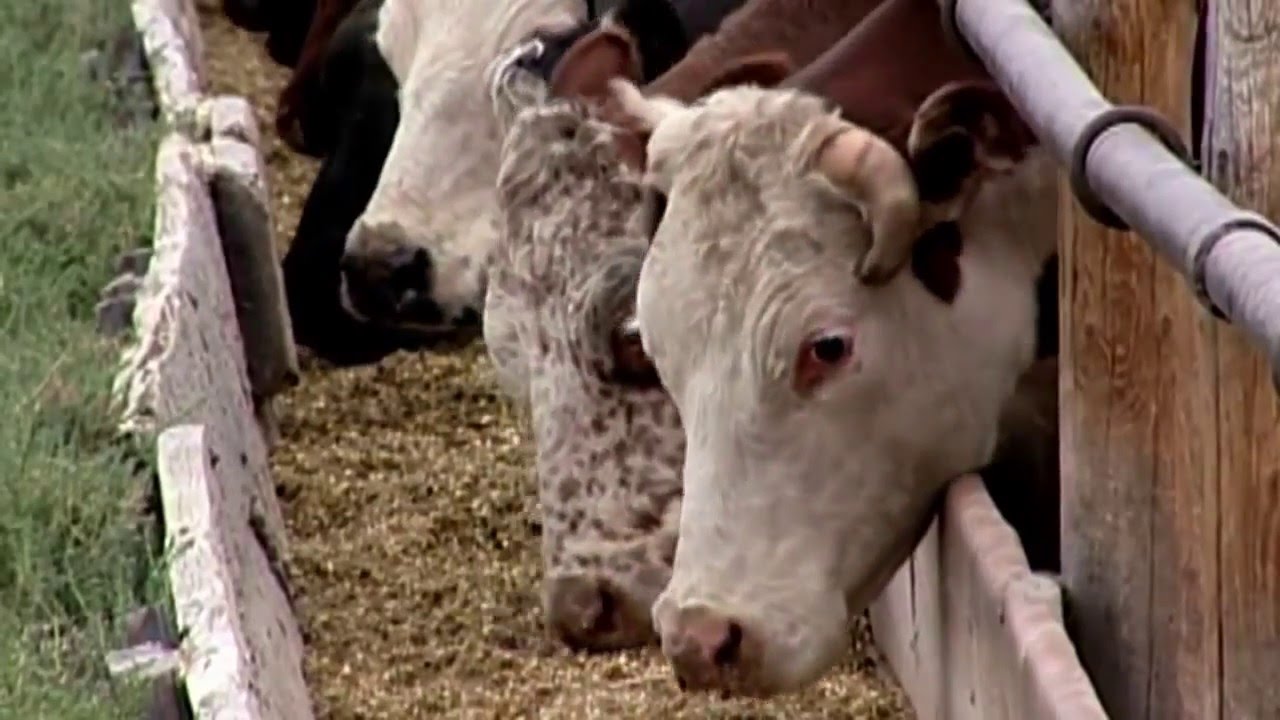animais silvestres Da Fazenda Ao Frigorífico