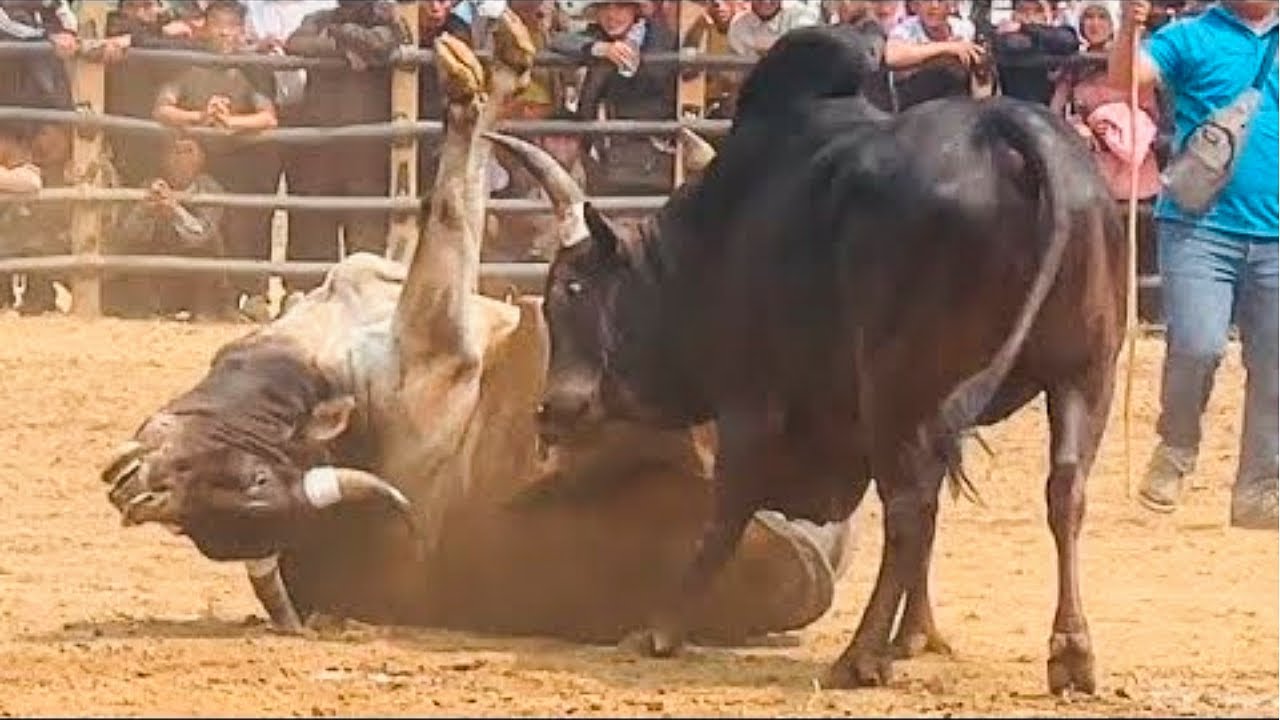 A RAÇA BOVINA MAIS BRAVA E PERIGOSA DO PLANETA