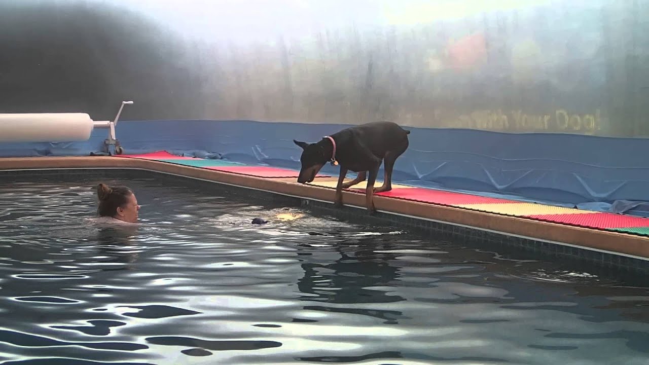 Doberman Nalah jumps in swimming pool for her dog toy took 3 years but she did it!! YouTube