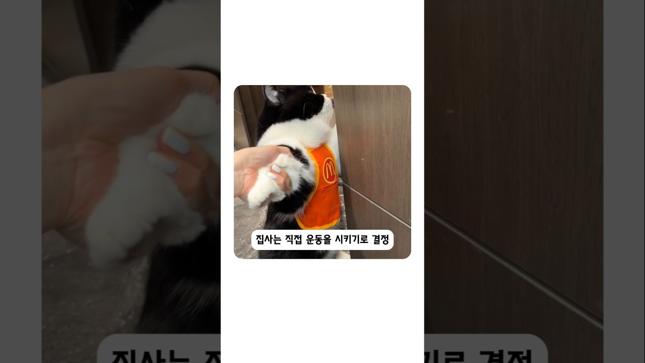 게으른 고양이 운동시키면 생기는 일