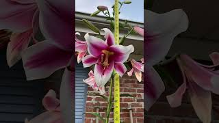 Orienpet Lily Friso