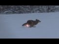 Ar15 lights up coyote and the hunter becomes the hunted  kill of the week 3