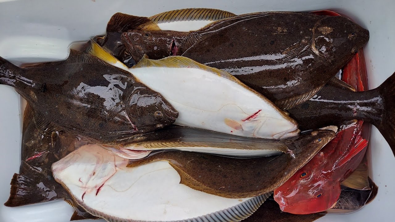 第7孔明丸で行くヒラメは型揃いでした～　2022.8.7