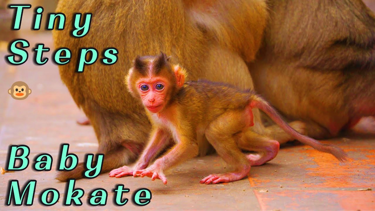 🔴 Baby Monkey Mokate Walking Slowly on Her Own 🐒 | Mama Monkey Moka Watching from a Distance