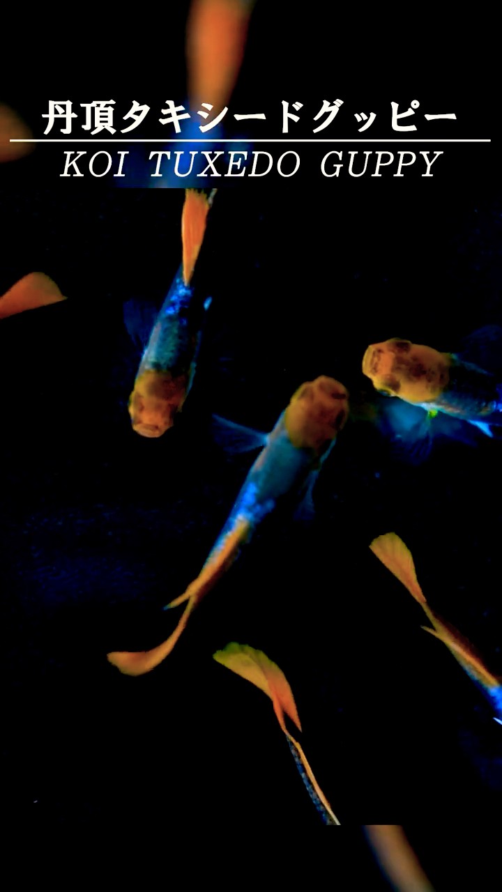 Guppy Breed Guide #19] Variety: Red Cap Tuxedo Guppy - YouTube