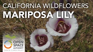 Open Space Authority Wildflowers Mariposa Lily