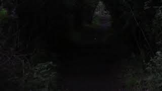 New Jersey fireflies