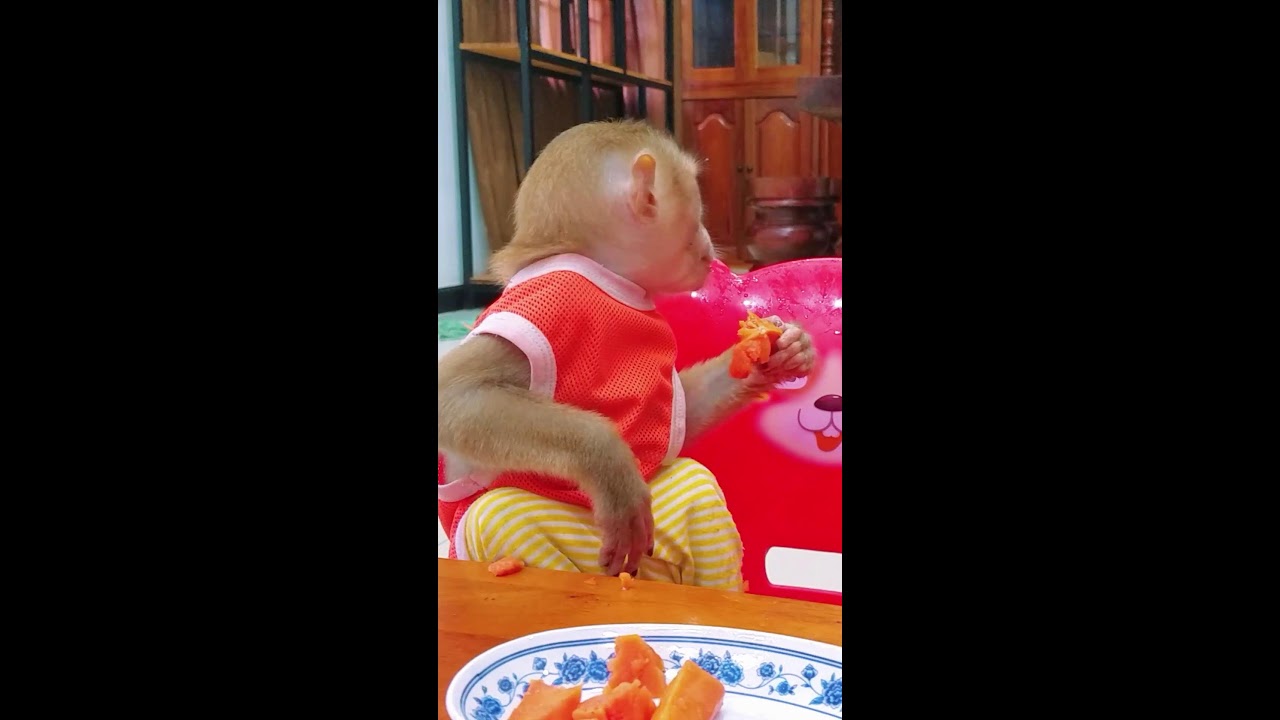 Monkey Eating fruit with friend yummy #monkey #cute #anmals #animals #livestream