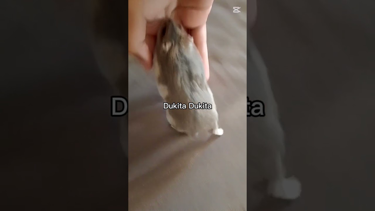 Briciola what you doing🤣 