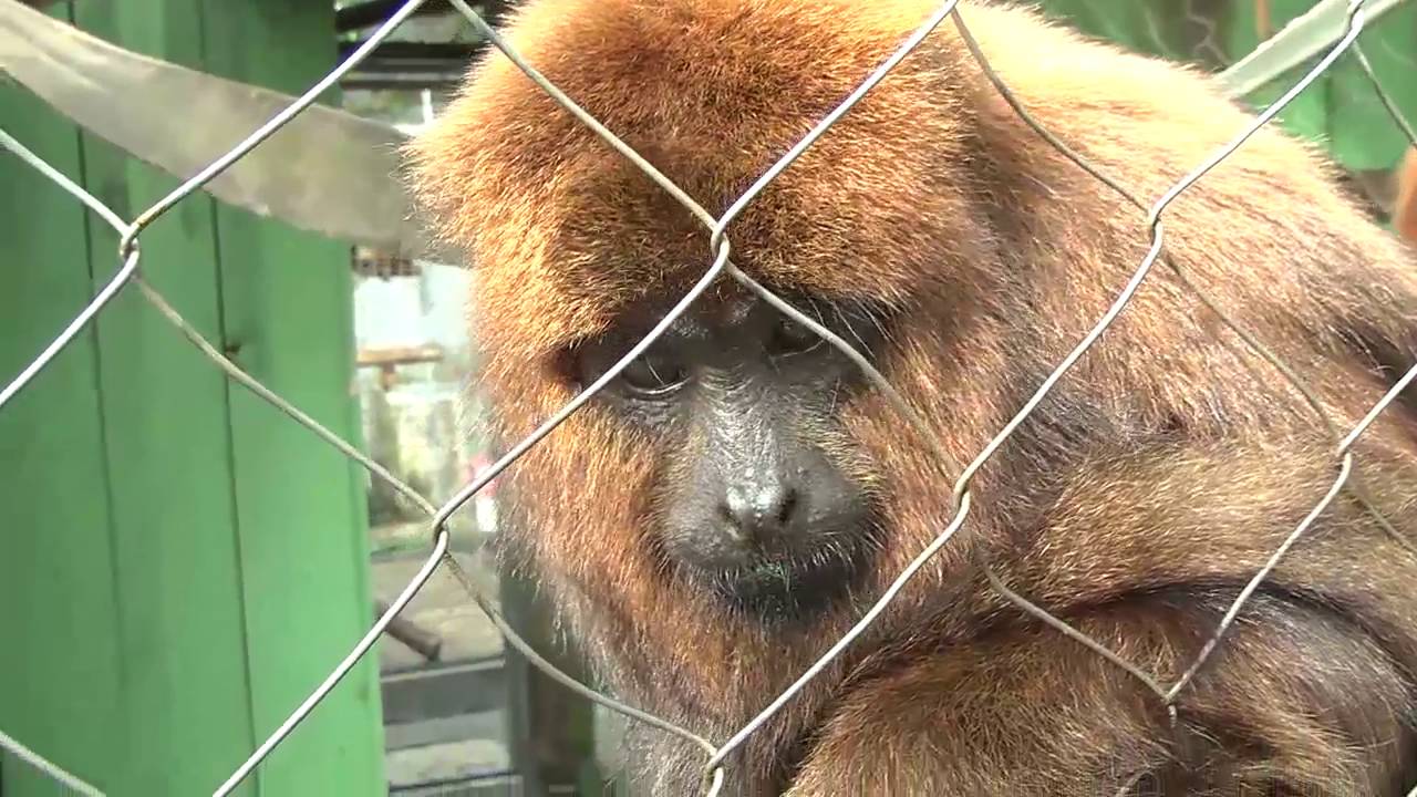27/09/16 2º Encontro Sul Brasileiro de Primatologia