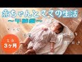【生後3ヶ月】とある日の午前中!赤ちゃんとママの生活