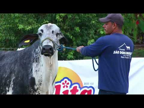 LOTE 68   FAZENDA SÃO DOMINGOS   577