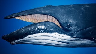 Humpback Whale UE4