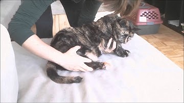 How to Put Your Cat in a Carrier