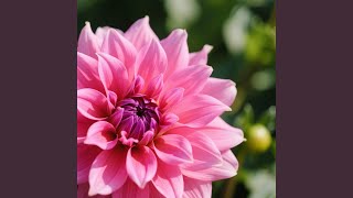 Download Lagu tatkala MP3