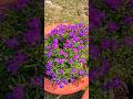 Beautiful Lobelia flower लोवेलिया #flowers #gardening #flowerarrangement