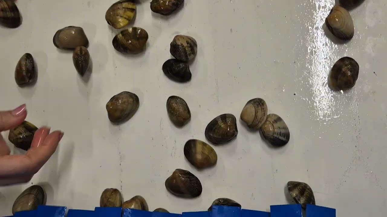 MXV-BULK - Shellfish