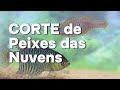 Corte de Peixes das Nuvens