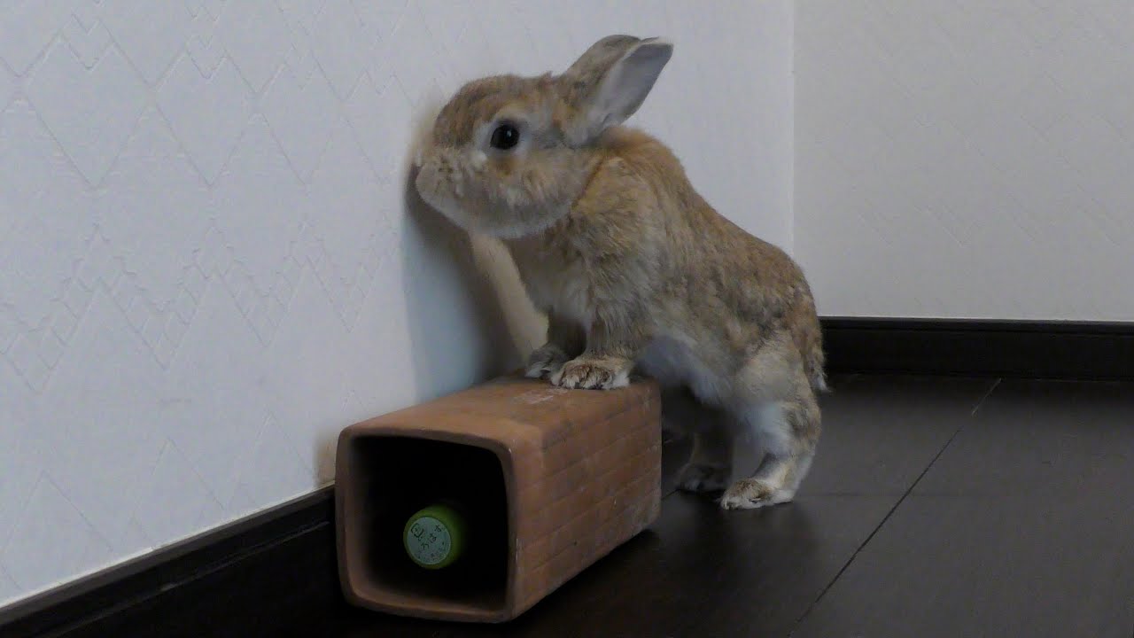 休憩するうさぎ / A rabbit takes a break (vol.636) - YouTube