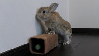 休憩するうさぎ / A rabbit takes a break (vol.636) - YouTube