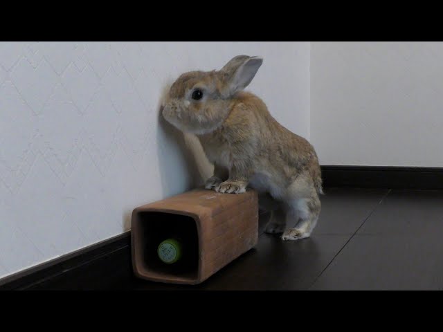 休憩するうさぎ / A rabbit takes a break (vol.636) - YouTube