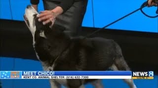 KCAS Pets of the Week: Rocky and Chico