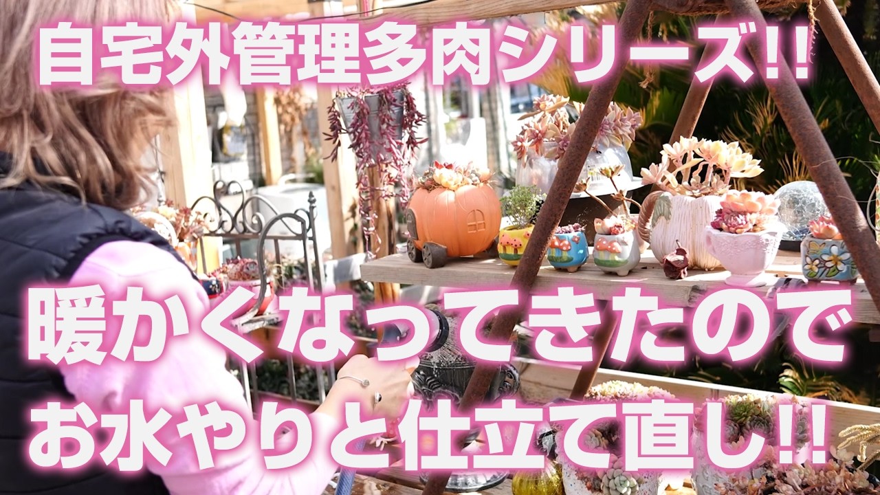 【多肉植物】暖かくなってきたのでお庭管理の多肉植物のお水やりと寄せ植えの仕立て直し!!【succulent】トロピカルガーデン