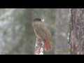 LAVSKRIKA  Siberian Jay  (Perisoreus infaustus)  Klipp - 1880