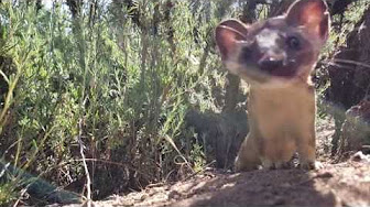 Uploads From Sdcountyparks Youtube - 