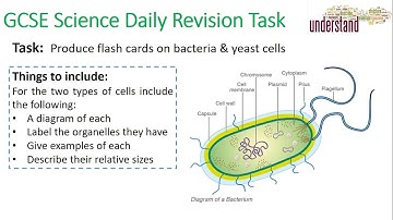 GCSE Science Daily Revision Task 4:  Yeast & Bacteria Cells