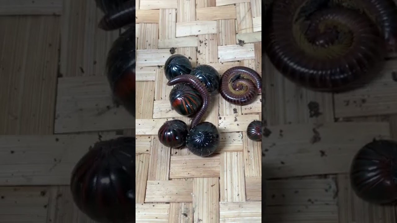 catch collect and observe millipede