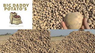 Santa Potatoes | Season 2025 | Mature Skin Potatoes | Coldstore Potatoes | Agriculture |