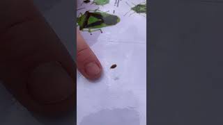Frog hopper jump slow