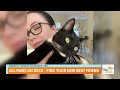 Find Your New Best Friend at Springfield Kitty Cat Shack Rescue