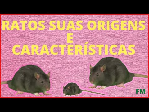 Vídeo: Ratazana comum: descrição da espécie, habitat e fatos interessantes