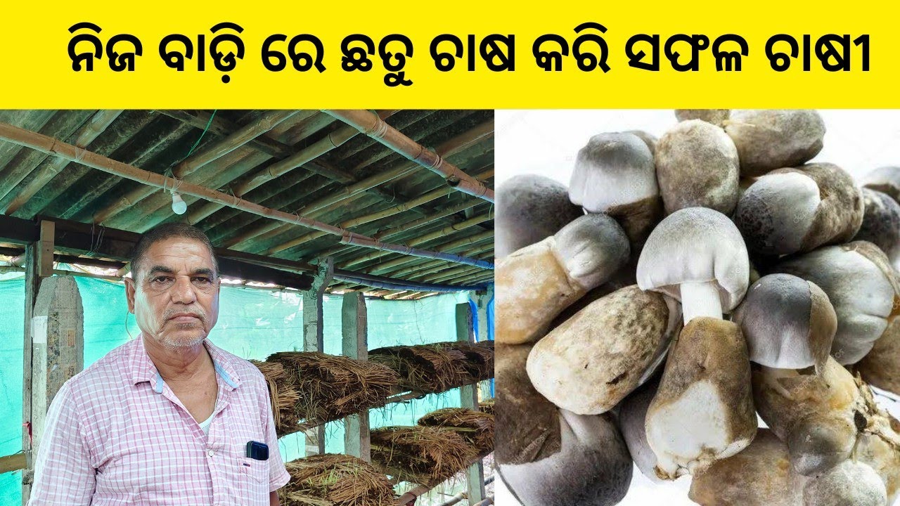 ନିଜ ବାଡି ରେ ଛତୁ ଚାଷ କରି ସଫଳ ଚାଷୀ Successful Mushroom Farmer in odisha by Organic oodisha।