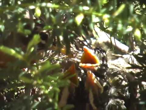 Copper Country Christian School — Baby Robins