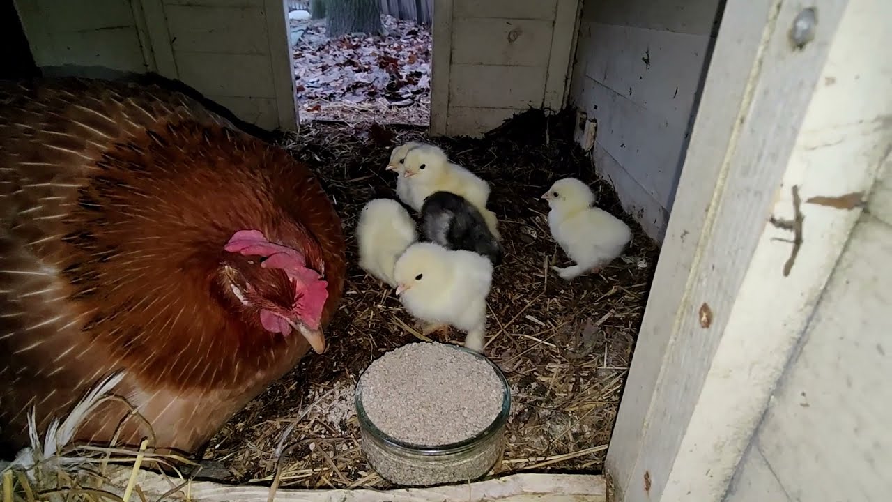 Pasen valt vroeg dit jaar; Legkippie wil ook graag kuikens...