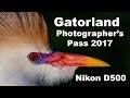 Gatorland Photographer's Pass Bird Rookery Nikon D500 Nikkor 200-500mm