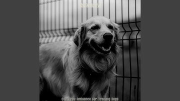 Pulsating Moods for Training Dogs