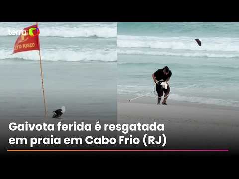 Watch the rescue of a seagull with an injured wing on a beach in Rio de Janeiro