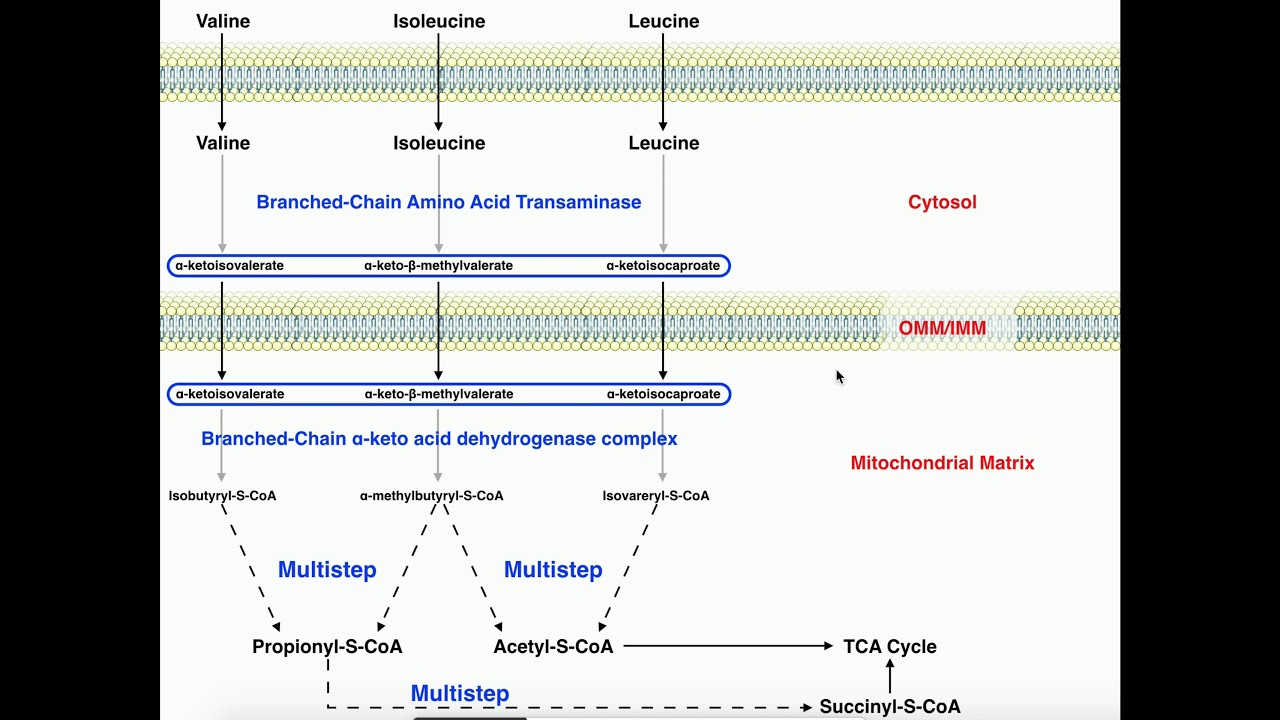 Exercise Physiology | BCAA Catabolism: The Basics - YouTube
