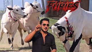 Al-Rehman Cattle Farm - Beautiful Aggressive Fateh Jang Bulls 2026 - Bakra Mandi 2026 - Jntv