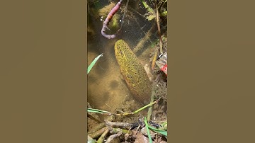 How to catch Eel fish with hook#70