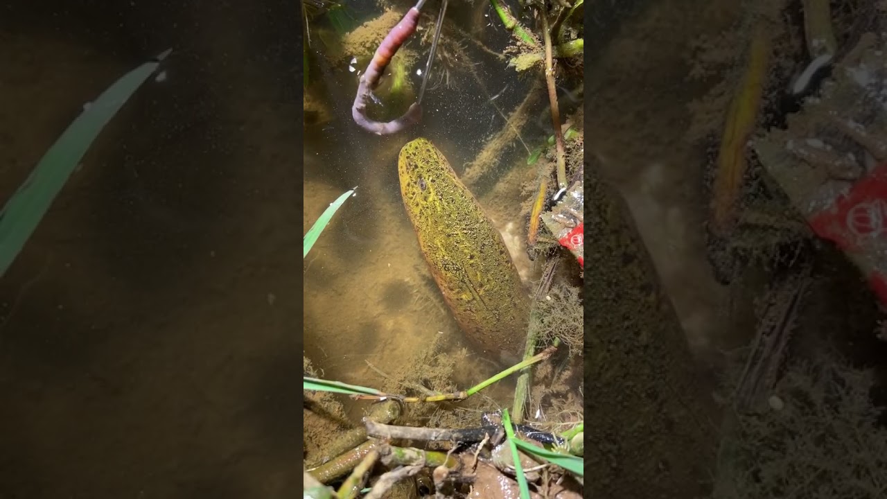 How to catch Eel fish with hook#70